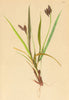 ALPENFLORA ALPINE FLOWERS. Carex atrata L-Schwarze Segge 1897 old print