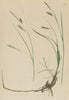 ALPENFLORA ALPINE FLOWERS. Carex ferruginea Scop-Rostbraune Segge 1897 print