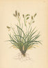ALPENFLORA ALPINE FLOWERS. Carex capillaris L-Zartstielige Segge 1897 print