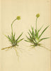 ALPENFLORA ALPINE FLOWERS. Tofieldia calyculata (L. ) Wahlbg-Simsenlilie 1897