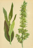 ALPENFLORA ALPINE FLOWERS. Veratrum album L-Weisser Germer 1897 old print