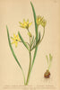 ALPENFLORA ALPINE FLOWERS. Gagea Liottardi Schult-Liottardi's Goldstern 1897