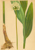 ALPENFLORA ALPINE FLOWERS. Allium Victorialis L-Allermannsharnisch 1897 print