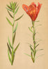 ALPENFLORA ALPINE FLOWERS. Lilium bulbiferum L-Feuerlilie 1897 old print
