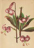ALPENFLORA ALPINE FLOWERS. Lilium martagon L-Türkenbund 1897 old antique print