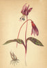ALPENFLORA ALPINE FLOWERS. Erythronium Dens Canis L-Hundszahn 1897 old print