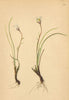 ALPENFLORA ALPINE FLOWERS. Lloydia serotina (L. ) Salisb-Zwerglilie 1897 print