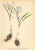 ALPENFLORA ALPINE FLOWERS. Crocus albiflorus Kit-Weissblüthiger Safran 1897