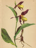 ALPENFLORA ALPINE FLOWERS. Cypripedium Calceolus L-Frauenschuh 1897 old print