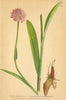ALPENFLORA ALPINE FLOWERS. Orchis globosa L-Kugelähriges Knabenkraut 1897