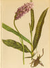 ALPENFLORA ALPINE FLOWERS. Orchis maculata L-Geflecktes Knabenkraut 1897 print