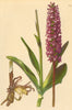ALPENFLORA ALPINE FLOWERS. Gymnadenia conopea (L. ) R. Br-Mücken-Höswurz 1897
