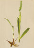 ALPENFLORA ALPINE FLOWERS.Gymnadenia albida L.C.Rich-Weissblüthige Höswurz 1897