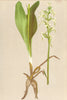 ALPINE FLOWERS. Platanthera bifolia L. C. Rich-Zweiblättrige Kukuksblume 1897