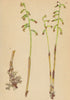 ALPENFLORA ALPINE FLOWERS. Coralliorrhiza innata R. Br-Korallenwurz 1897 print