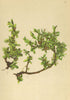 ALPENFLORA ALPINE FLOWERS. Salix retusa L-Gestutztblättrige Weide 1897 print