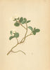 ALPENFLORA ALPINE FLOWERS. Salix herbacea L-Krautige Weide 1897 old print