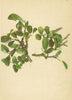 ALPENFLORA ALPINE FLOWERS. Salix reticulata L-Netznervige Weide 1897 old print
