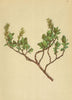 ALPENFLORA ALPINE FLOWERS. Salix Jacquiniana W-Jacquin's Weide 1897 old print