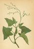 ALPENFLORA ALPINE FLOWERS. Rumex scutatus L-Schildampfer 1897 old print