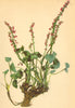 ALPENFLORA ALPINE FLOWERS. Oxyria digyna (L. ) Campd-Säuerling 1897 old print