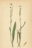 ALPENFLORA ALPINE FLOWERS. Polygonum viviparum L-Knospenknöterich 1897 print
