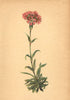 ALPENFLORA ALPINE FLOWERS. Viscaria alpina (L. ) Fr-Lichtnelke 1897 old print