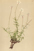 ALPENFLORA ALPINE FLOWERS. Silene saxifraga L-Steinbrech-Leimkraut 1897 print