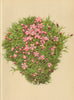 ALPENFLORA ALPINE FLOWERS. Silene acaulis L-Stengelloses Leimkraut 1897 print