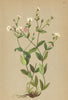 ALPENFLORA ALPINE FLOWERS. Silene rupestris L-Felsen-Leimkraut 1897 old print