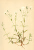 ALPENFLORA ALPINE FLOWERS. Heliosperma alpestre Rchb-Alpen-Strahlensame 1897