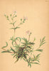ALPENFLORA ALPINE FLOWERS. Gypsophila repens L-Kriechendes Gypskraut 1897
