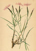 ALPENFLORA ALPINE FLOWERS. Dianthus monspessulanus L-Montpellier'sche Nelke 1897