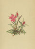 ALPENFLORA ALPINE FLOWERS. Dianthus glacialis Hänke-Gletschernelke 1897 print
