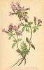 ALPENFLORA ALPINE FLOWERS. Saponaria ocymoides L-Kleines Seifenkraut 1897