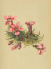 ALPENFLORA ALPINE FLOWERS. Hohenwarthia Pumilio (L. ) Pacher-Zwergnelke 1897
