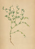 ALPENFLORA ALPINE FLOWERS.Cerastium trigynum Vill-Dreigriffeliges Hornkraut 1897