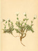 ALPENFLORA ALPINE FLOWERS. Cerastium uniflorum Mur-Einblüthiges Hornkraut 1897