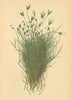 ALPENFLORA ALPINE FLOWERS. Alsine austriaca (Jacq. ) -Österreichische Miere 1897