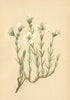 ALPENFLORA ALPINE FLOWERS. Alsine laricifolia Crantz-Lärchenblättrige Miere 1897