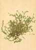 ALPENFLORA ALPINE FLOWERS. Arenaria ciliata L-Gewimpertes Sandkraut 1897 print