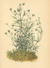 ALPENFLORA ALPINE FLOWERS. Möhringia muscosa. L-Moosartige Nabelmiere 1897
