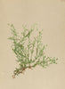 ALPENFLORA ALPINE FLOWERS. Moehringia Ponae Fenzl-Pona's Nabelmiere 1897 print