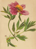 ALPENFLORA ALPINE FLOWERS. Paeonia peregrina Mill-Pfingstrose 1897 old print