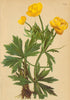 ALPENFLORA ALPINE FLOWERS. Trollius europaeus L-Trollblume 1897 old print