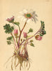 ALPENFLORA. Callianthemum anemonoides Schott-Windröschen-ähnliche 1897 print