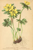 ALPENFLORA ALPINE FLOWERS. Eranthis hiemalis (L. ) Salisb-Winterblume 1897