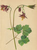 ALPENFLORA ALPINE FLOWERS. Aquilegia atrata Koch-Dunkelblumiger Akelei 1897