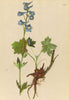 ALPENFLORA ALPINE FLOWERS. Delphinium elatum L-Hoher Rittersporn 1897 print