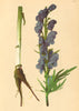 ALPENFLORA ALPINE FLOWERS. Aconitum Napellus L-Gemeiner Eisenhut 1897 print